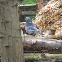 Feral Pigeon